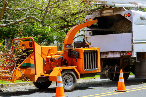 Leaf Removal in Oak Trail Shores, TX