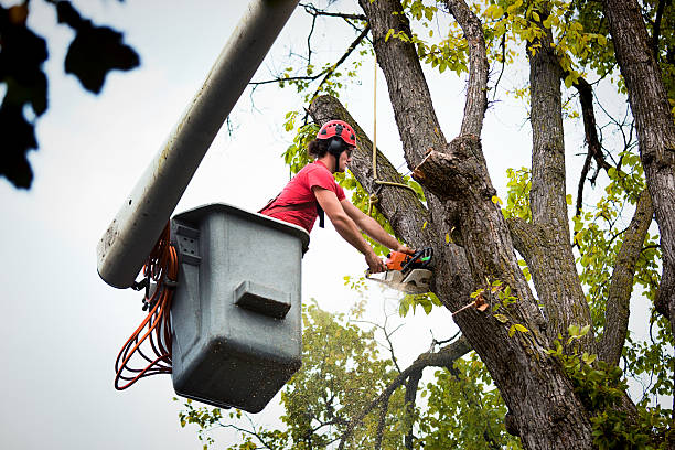 Reliable Oak Trail Shores, TX Tree Services Solutions